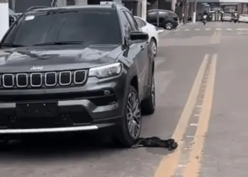 Vídeo mostra momento em que motorista atropela cão em Rio Branco; ONG denuncia caso por maus-tratos