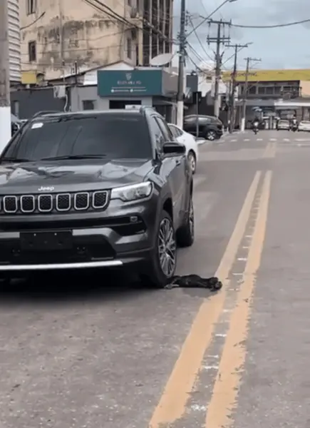 Vídeo mostra momento em que motorista atropela cão em Rio Branco; ONG denuncia caso por maus-tratos