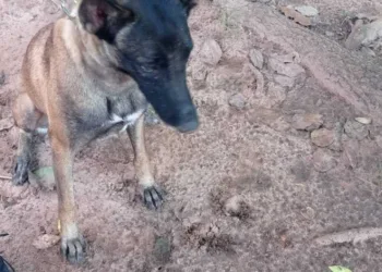 Com apoio de cão farejador, Polícia Civil prende traficante com meio quilo de drogas em Senador Guiomard