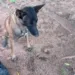 Com apoio de cão farejador, Polícia Civil prende traficante com meio quilo de drogas em Senador Guiomard