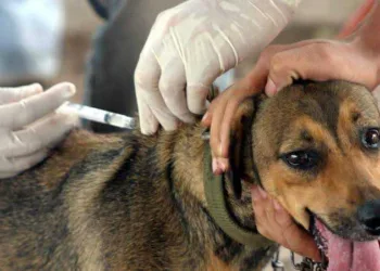 Prefeitura de Rio Branco realiza campanha de vacinação antirrábica para cães e gatos; Veja endereço