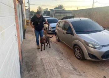 O 'Cãolicial' Duke em ação