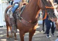 Cavalgada abre Expoacre neste sábado; veja fotos