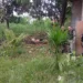 Corpo foi encontrado na manhã desta segunda-feira, 18, próximo à residência (Foto: Cedida|)