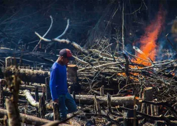 (Foto: Ramon Aquim/Infoamazônia.ORG))