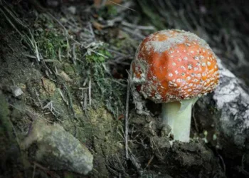 Cientistas acreditam que próxima pandemia pode ser causada por fungos