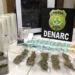 Polícia prende homem que vendia maconha embalada a vácuo em Rio Branco
