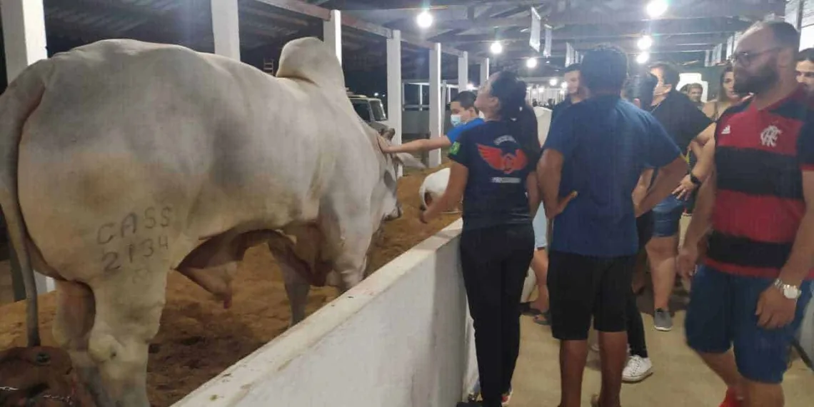 Expoacre 2022: exposição de Nelores chama atenção do público que visita o parque