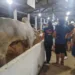 Expoacre 2022: exposição de Nelores chama atenção do público que visita o parque