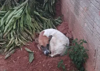 Cachorrinha abandonada espera em frente ao antigo lar por dona que morreu há um mês