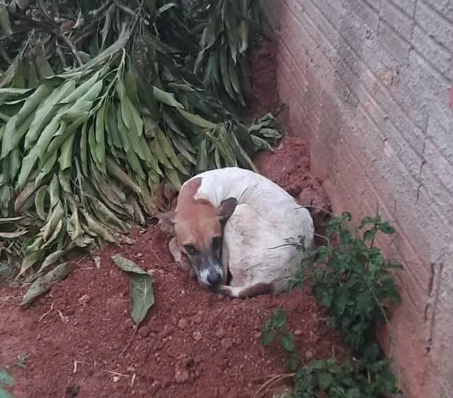 Cachorrinha abandonada espera em frente ao antigo lar por dona que morreu há um mês