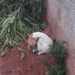 Cachorrinha abandonada espera em frente ao antigo lar por dona que morreu há um mês