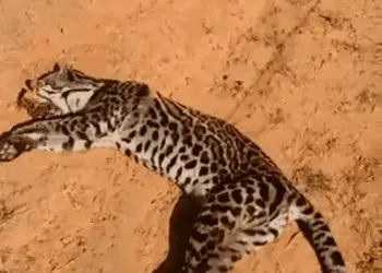 Caminhão atropela onça no interior do Acre