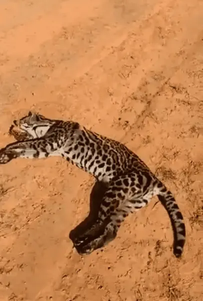 Caminhão atropela onça no interior do Acre