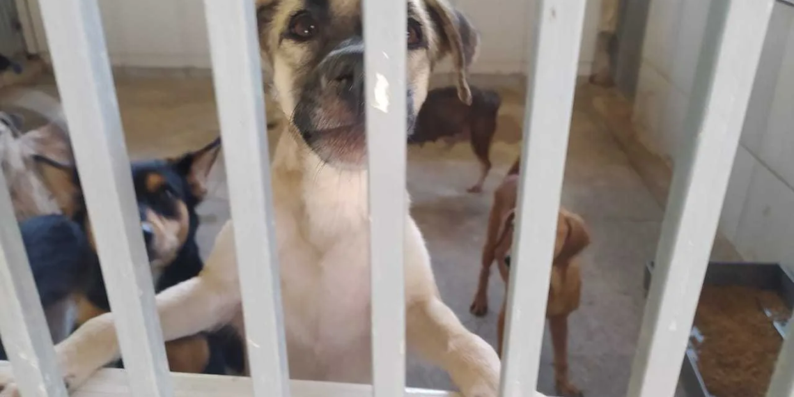 Centro de Zoonoses de Rio Branco disponibiliza cães e gatos para adoção