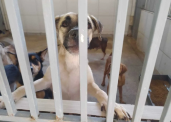 Centro de Zoonoses de Rio Branco disponibiliza cães e gatos para adoção