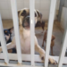 Centro de Zoonoses de Rio Branco disponibiliza cães e gatos para adoção