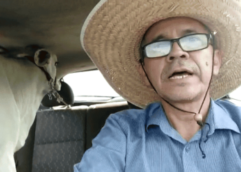 Radialista transporta boi dentro de carro de passeio, no Acre: 'O sistema é bruto'