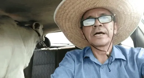 Radialista transporta boi dentro de carro de passeio, no Acre: 'O sistema é bruto'