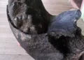 Ribeirinho encontra fósseis de animal supostamente pré-histórico no Rio Macauã, em Sena Madureira