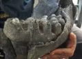Ribeirinho encontra fósseis de animal supostamente pré-histórico no Rio Macauã, em Sena Madureira