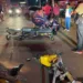 Idoso de 76 anos fica ferido após acidente envolvendo uma moto e bicicleta motorizada em Rio Branco