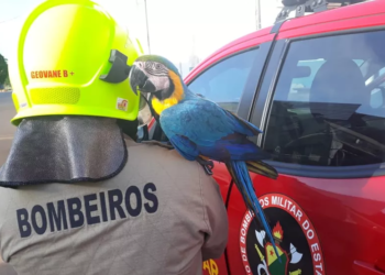 Em dois meses, mais de 460 animais são resgatados vítimas dos efeitos das queimadas no Acre