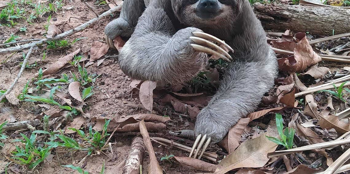Com efeito das queimadas, bicho-preguiça é encontrado em quintal de casa em Rio Branco