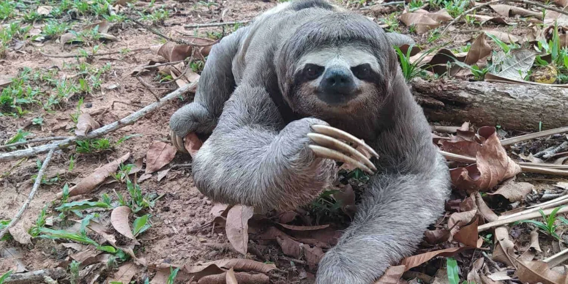 Com efeito das queimadas, bicho-preguiça é encontrado em quintal de casa em Rio Branco