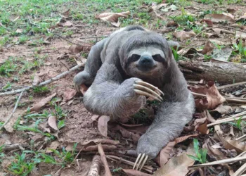 Com efeito das queimadas, bicho-preguiça é encontrado em quintal de casa em Rio Branco