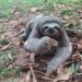 Com efeito das queimadas, bicho-preguiça é encontrado em quintal de casa em Rio Branco