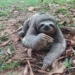 Com efeito das queimadas, bicho-preguiça é encontrado em quintal de casa em Rio Branco