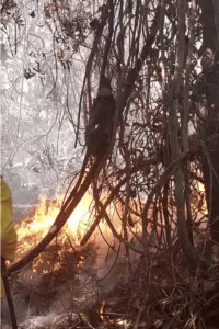 Vídeo mostra bicho-preguiça tentando fugir de fogo em área de mata em Feijó