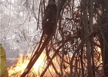 Vídeo mostra bicho-preguiça tentando fugir de fogo em área de mata em Feijó