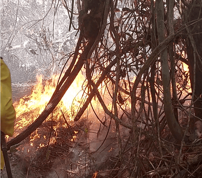 Vídeo mostra bicho-preguiça tentando fugir de fogo em área de mata em Feijó