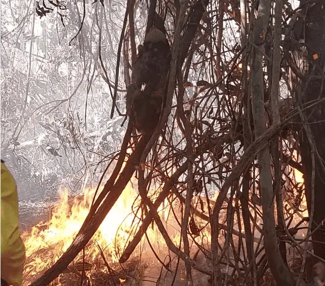 Vídeo mostra bicho-preguiça tentando fugir de fogo em área de mata em Feijó