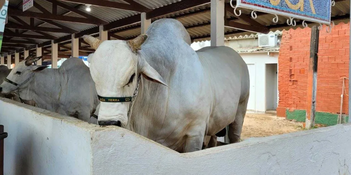 Rebanho do Acre superou as 4 milhões de cabeças