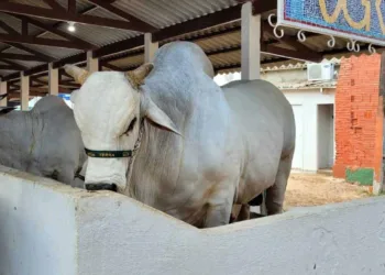 Rebanho do Acre superou as 4 milhões de cabeças