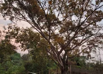 Acre tem sexta com temperaturas amenas, diz Sipam