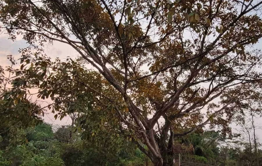 Acre tem sexta com temperaturas amenas, diz Sipam