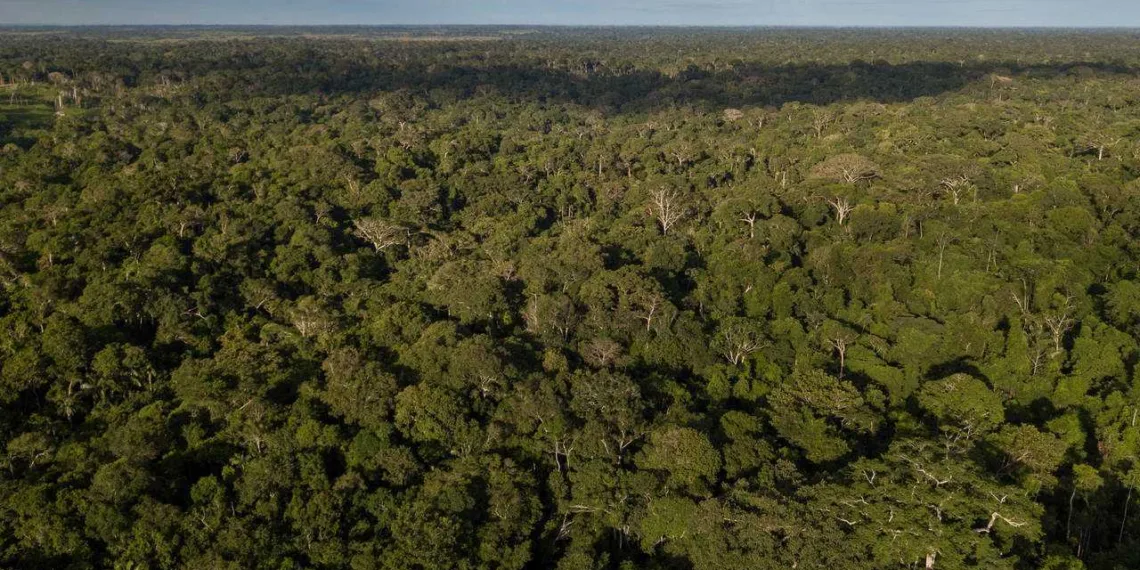 CDSA representará o Acre no mercado nacional e internacional de créditos de carbono