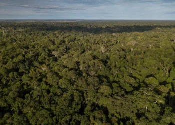 CDSA representará o Acre no mercado nacional e internacional de créditos de carbono