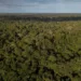CDSA representará o Acre no mercado nacional e internacional de créditos de carbono