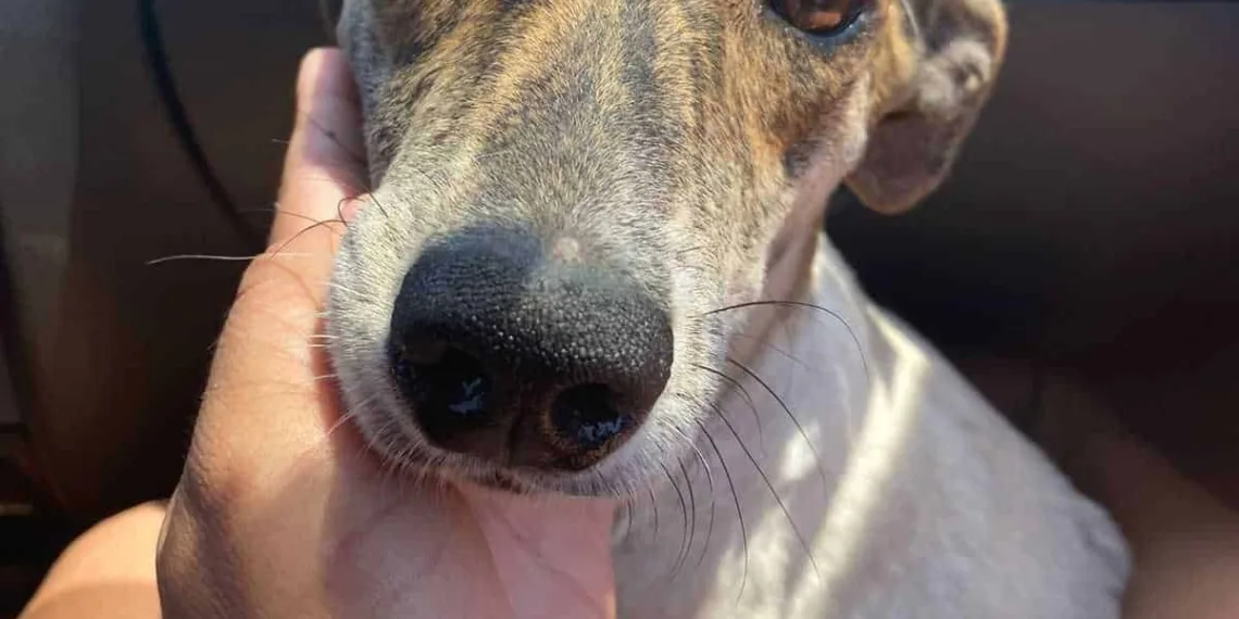 Voluntários que atuam no resgate de animais pedem ajuda para adoção de cadela abandonada em matagal