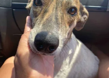 Voluntários que atuam no resgate de animais pedem ajuda para adoção de cadela abandonada em matagal