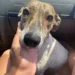 Voluntários que atuam no resgate de animais pedem ajuda para adoção de cadela abandonada em matagal
