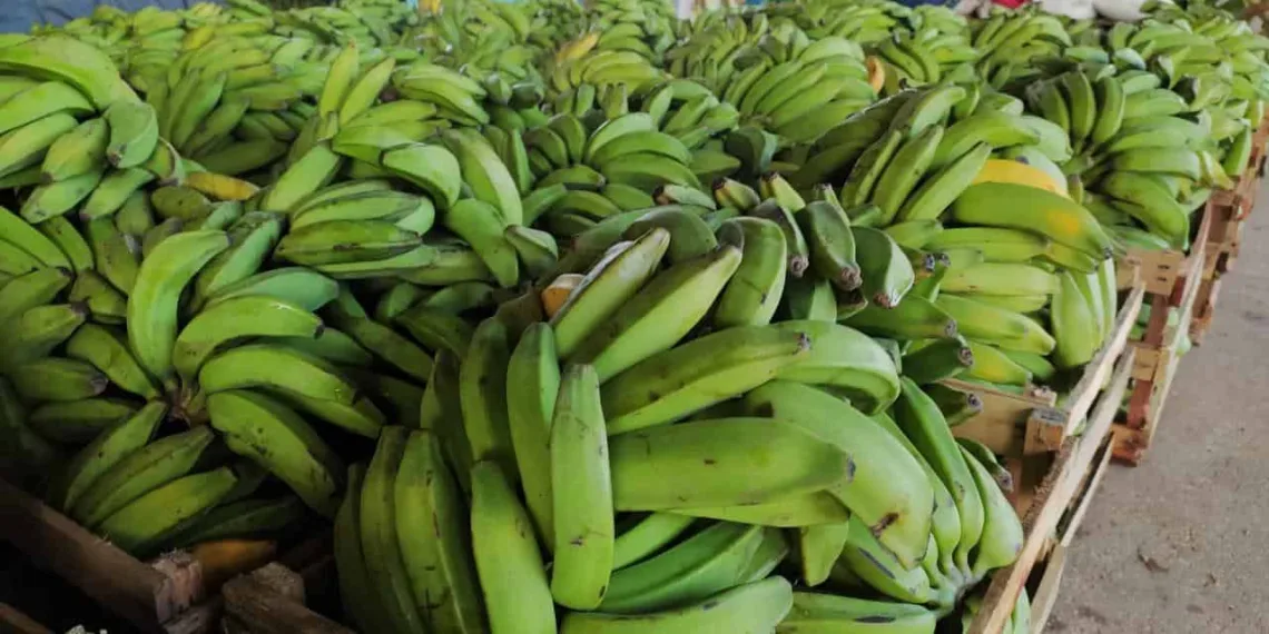Na entressafra, produção de banana diminui e preço da fruta aumenta em mais de 200% no Acre