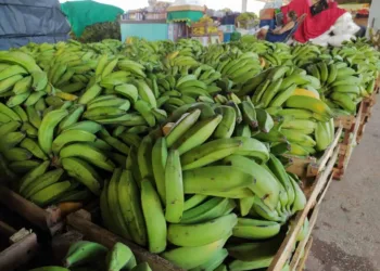 Na entressafra, produção de banana diminui e preço da fruta aumenta em mais de 200% no Acre