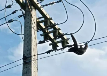 Bicho-preguiça é flagrado passeando por rede de energia
