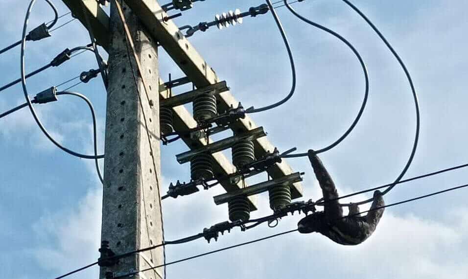 Bicho-preguiça é flagrado passeando por rede de energia